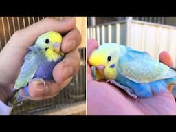 Smart And Funny Parrots Parrot Talking Videos Compilation (2025) - Cute Birds #22