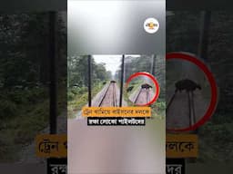 ট্রেন থামালেন লোকো পাইলটরা, রক্ষা পেল বাইসনের দল