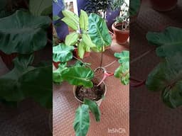 huge philodendron plants repoting😇😊 #marathisong #entertainment