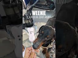 Juniper went to a WEENIE MEETUP !