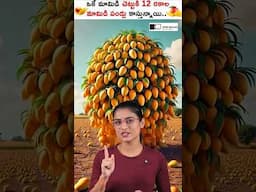 ఒక్క మామిడి చెట్టుకు ఇన్ని రకాల మామిడి కాయలు కాస్తున్నాయా? #shorts #mango #sirishakandula