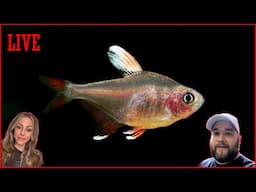 Just Us, Some Fish, and a Midlife Aquarium Crisis
