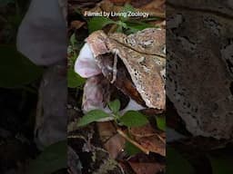 One of the heaviest vipers in the world, the Gaboon viper, on the hunt