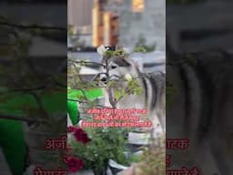 #trending #viralshorts #shorts #youtube #like #huskyindia0world