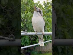 Kookaburra Funny Head Tilts