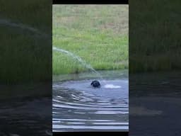 Water dog attack