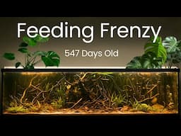 Peaceful Feeding Frenzy in a Natural Aquarium | No Filter, No Water Change Zen Tank ASMR