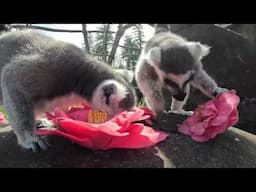 Leaping Lemurs Enjoy Fresh Spring Flowers