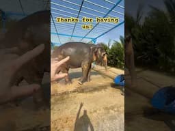 Elephants are such wonderful animals!!