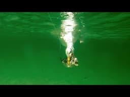 Seagulls attack my lures: majestic birds or noisy thieves?
