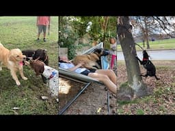 Why Did No One Tell Me That Having a Dog Is So Fun 😂