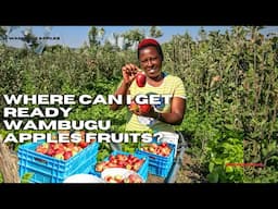 WHERE CAN I GET READY WAMBUGU APPLES FRUITS?