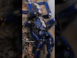Is the Gooty Sapphire Ornamental the MOST beautiful tarantula in the world? #tarantula #spider