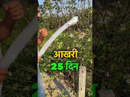 गर्म क्षेत्रों में उगने 100 % original 🍎 सेब के पौधे | Best Apple Varieties for Hot Climates