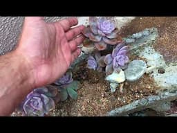 SUCCULENTS DEFINITELY ARE OPPORTUNISTIC GROWERS