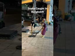 Snake Caught in Bangkok! #bangkokthailand #snakecatcher #thailandtravel #viralshorts