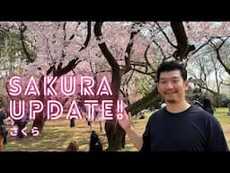 Sakura 2025 🌸 Tokyo Cherry Blossom Update – Shinjuku, Nihonbashi, Akasaka Walk