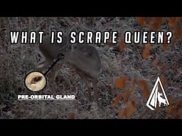 Raised Scents Overview: Scrape Queen