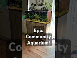 I'm so lucky!!! I get to look after this aquarium when my friends are away! #aquascape #fishtank