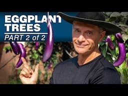 Simple Grafting Method Makes SUPER Eggplants