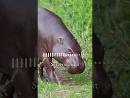 The Animal Sensemaker | Pygmy Hippo