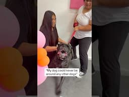 Huge Angry Cane Corso Meets The Dog Daddy