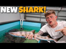 I BOUGHT A SHARK!
