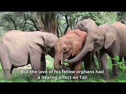 Rescue of Orphaned Elephant Tali | Sheldrick Trust