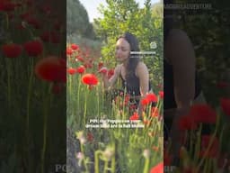 In a field full of poppies 🧚🏻‍♀️