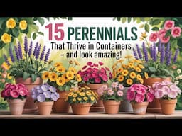 15 Perennials That THRIVE in Containers – And Look Amazing!!