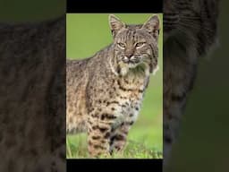 Not every attempt is a success. Bobcat hunting 🤩 #bobcat #cats #wildlife #wildlifephotography