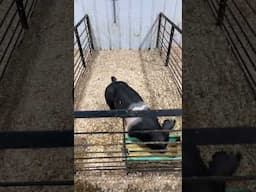 Pigs are growing like a weed! #pig #pigfeed #farmfamilyfun