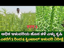 ಎಕರೆಗೆ 5 ರಿಂದ 6 ಕ್ವಿಂಟಾಲ್ ಇಳುವರಿಯ ಹೊಸ ತಳಿ ಎಳ್ಳು ಕೃಷಿ | high yielding sesame seeds variety in kannada