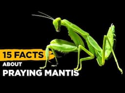15 Fascinating Facts About Praying Mantis