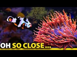 Clownfish Hosting Guide: Step 1… Ignore the Anemone Completely