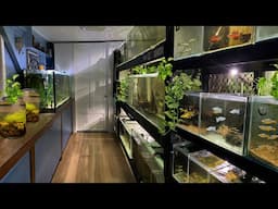 25 Aquariums in this Home Fish Room - In-depth Tour!