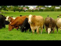 Fears over the future of CAP schemes