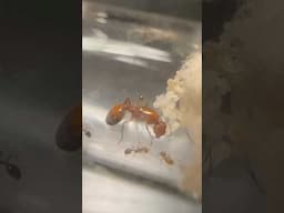 Day 14 Of Keeping Fire Ants As Pets