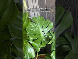 Bring your houseplants outside for maximum growth ☀️💦 #houseplantcare #houseplants