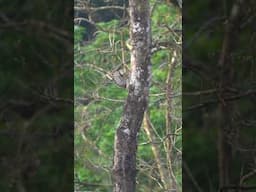 Malabar flameback #thattekad bird Sanctuary #kerala #shortsvideo #shortfeed #shorts