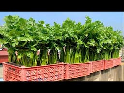 No Garden, No Cost… Yet I Grew a Whole Basket of Celery!