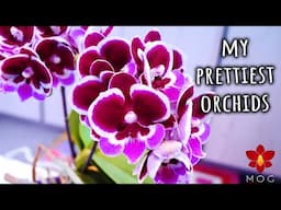 I love these Orchids so much! - Some of my favourite Orchids in bloom
