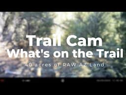 Trail Camera on our Raw AZ 41Acres Property | What's on the trail