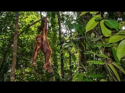 The Incredible Power of Forests: Borneo Forest