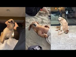 Boring life? Get a Dog 😂