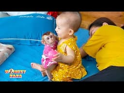 Monkey Kaka and Diem happily play together so cutely