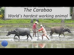 The Philippine Carabao (Kalabaw) - One of world's hardest working animals