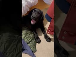 Tactical Labrador Puppy Retrieval Attempt #labrador #dogsim #arma4 #puppy