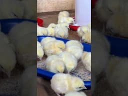 New Batch of Chicks 🐥 200 Broilers❤️😍