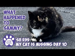 Building A Heated Feral Cat Shelter, Motion Sensors Activated - Day 10 - Lucky Ferals S8 E99 Vlog
